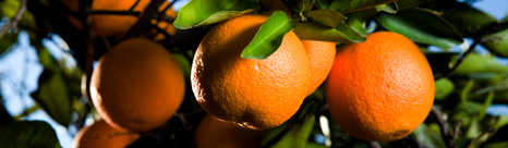 Metamorf makes you happy